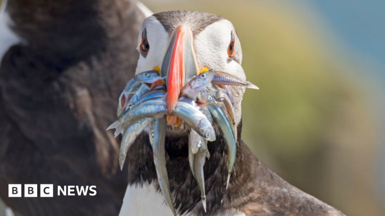 A puffin with a beak full of fish