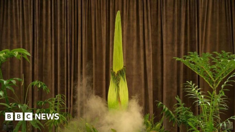 A crowd of people looking at a tall spiky plant placed behind a red velvet rope and in front of a brown curtain.