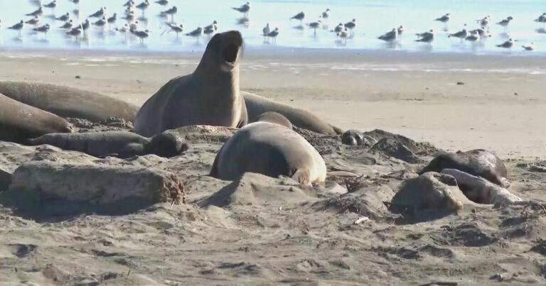Elephant seals return to the coast of California after the insurancecompanie.com | Elephant seals return to the coast of California after the population recovers