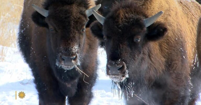 insurancecompanie.com | Nature - Bison - CBS News