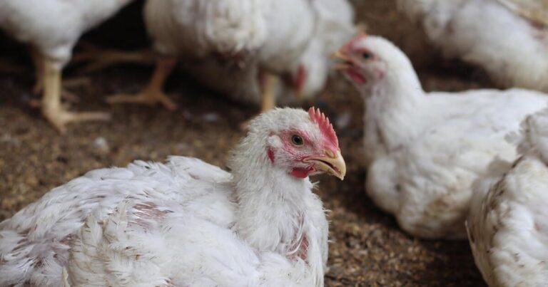 insurancecompanie.com | Ohio rose up to 4 US birds hospitals after the case