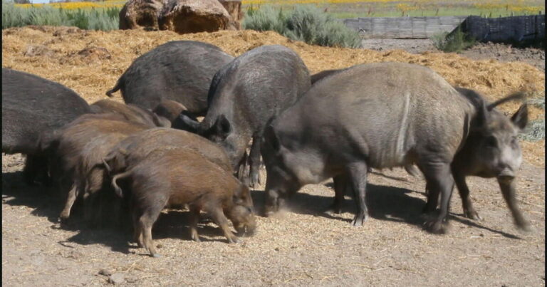 insurancecompanie.com | United States and Farmers regardless of the "super half of the" super halfish. Why are you worried?