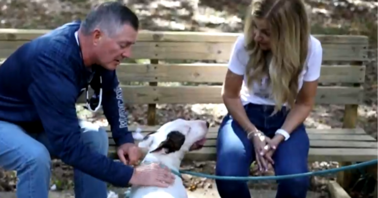 insurancecompanie.com | When the abandoned dog searches for cancer and other health status after a permanent family searching for a family