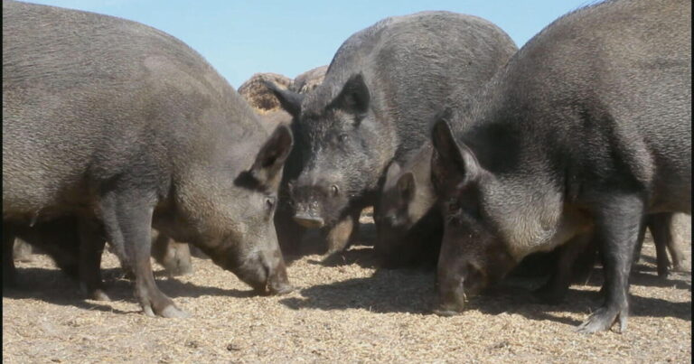 Why the Knaw’s “pig” causes a billion threat to the insurancecompanie.com | Why the Knaw's "pig" causes a billion threat to the US economy?