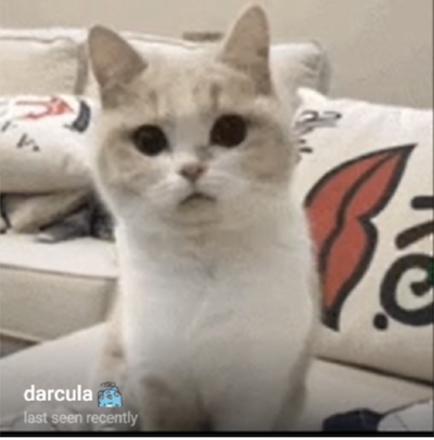 Photos of profile pictures of Praming scroller, pictures are white cats on the cats.