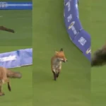 Hundreds of 2025 (watch): FOX strikes God and Halts Play In addition to the London VS InsBolles


