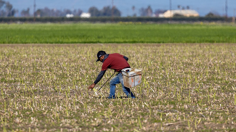 The hipotle of food is like a chipotle supports local farmers facing agricultural challenges