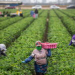 Panen Strawberry Farmer California Farmer