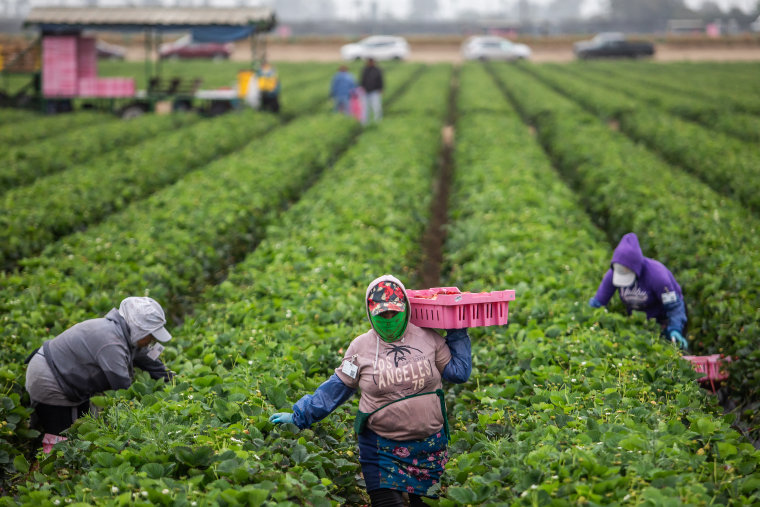Panen Strawberry Farmer California Farmer