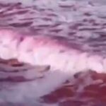 Dyeing ebine overcome pollution on California beach

