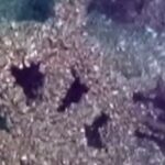 'Ghost' KHOST vessels since 1886 was found in the lake michigan

