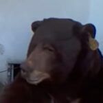 Bears take place in the home of California

