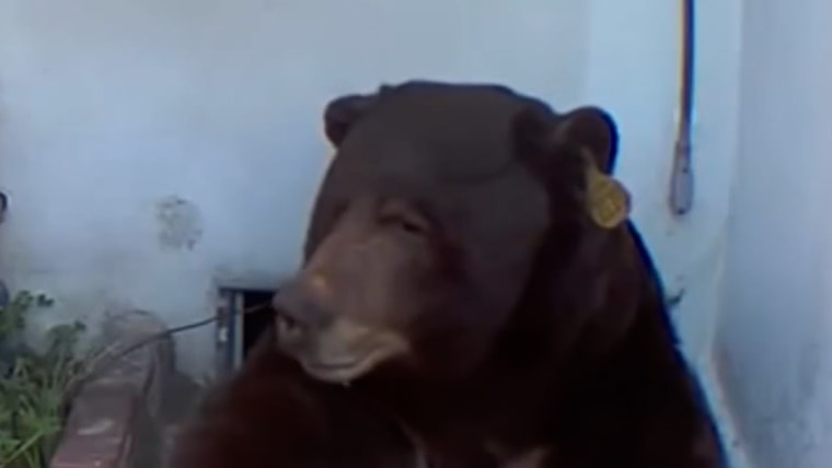 Bears take place in the home of California