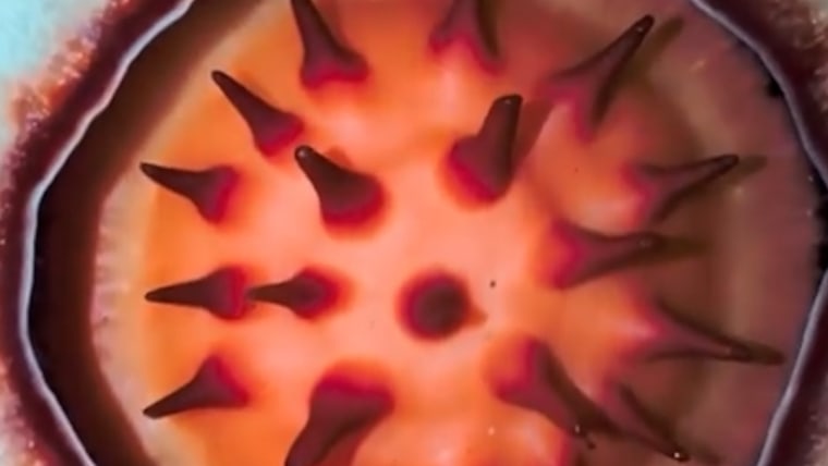 Botanies grow emotional after discovering a rare flower