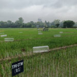 Mirova's Dry-open fund pours $30.5m into India's Varia for Regenerative Farmers

