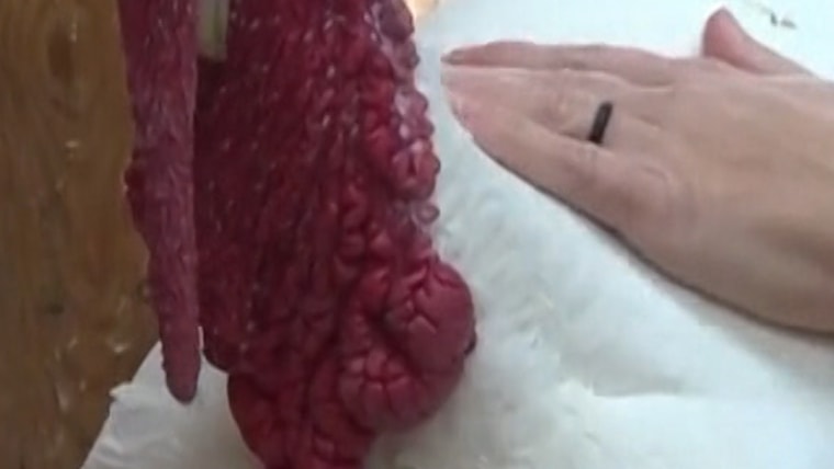 Oath animal Oath allows you to sponsor a Turkey