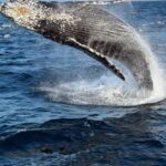 Rahajat humpback humpback up california

