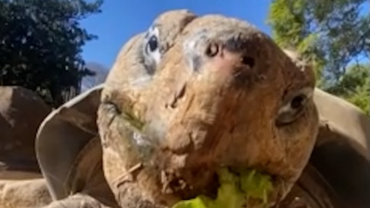 Tramya Galápagos Galápagos died around 141