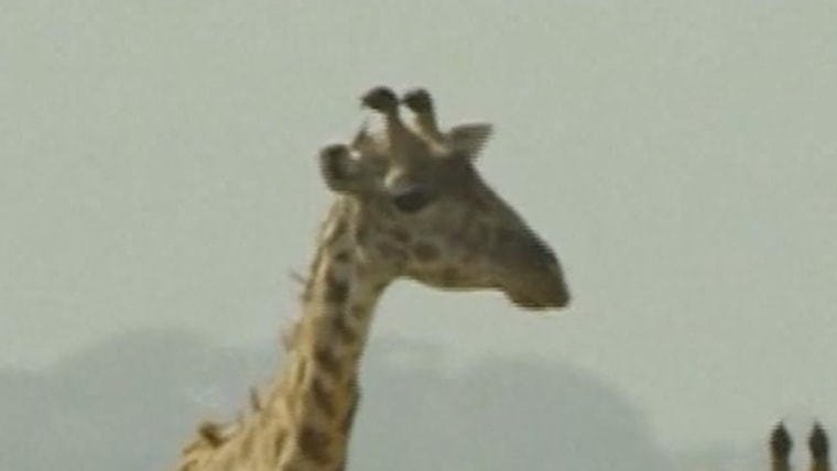 Where is the Leader of the Eid File