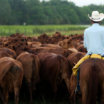 Beef Price Food will be a slow and painful process for US consumers

